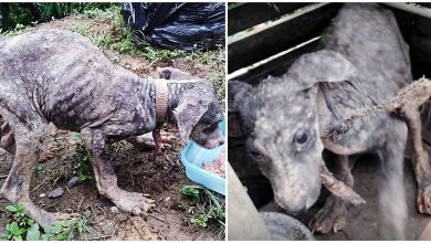 Photo of Used As A Guard Dog, He Was Chained Up For 6 Months As His Infection Worsened