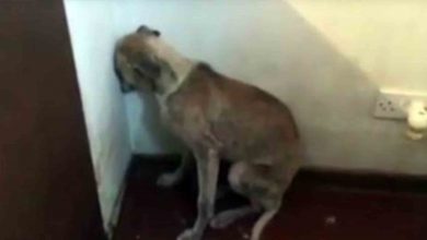 Photo of This Rescued Dog Kept Her Face to the Wall for Days. He Is So Sad