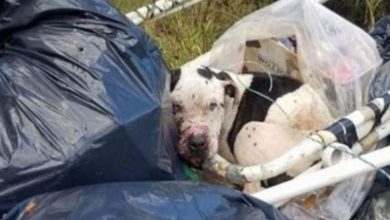 Photo of Abused Dog Was Dumped In A Pile Of Trash – Could Barely Lift His Head When Rescuers Find Him