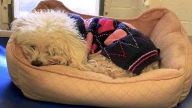 Photo of Dog Dumped For A Second Time Clings To His Old Bed And Refuses To Lift His Head