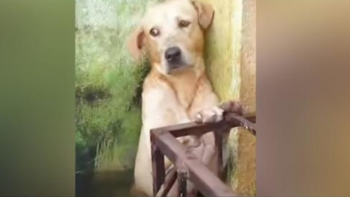 Photo of Labrador Stranded For Days On Hind Legs As Flood Waters Force Her Into Corner