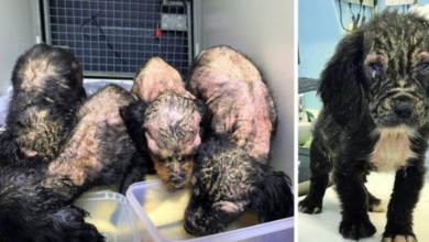Photo of 4 Puppies Were Found Rotting Away, But One Turned Out Different From The Others