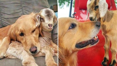 Photo of Golden Spends So Much Time Caring For Baby Goats That They Think She’s Their Mom