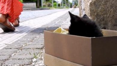 Photo of Kitten “Dumped” In A Box Watches People Pass By, But No One Gives Him A Thought