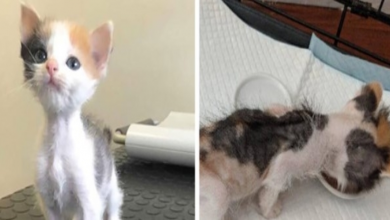 Photo of Kitten With Small Body But Strong Will To Live Undergoes A Life-Changing Transformation That Turns It Into A Gorgeous Calico Cat