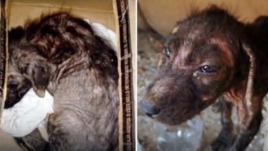Photo of Frail Puppy Discarded At Garbage Dump Poked Her Head Out Of Box To Ask For Help