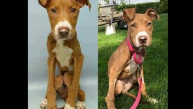 Photo of 2-Year-Old Pit Mix Weighed Just 11 Lbs. When She Was Rescued
