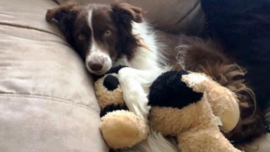 Photo of Dog Loses Best Friend To Cancer & Shuts Down, But Toy Gives Him Reason To Live