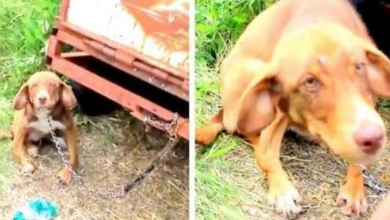 Photo of Disabled Puppy Chained To An Old Truck And Left To Starve For 10 Days