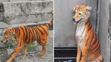 Photo of Stray Dog Painted With Tiger Stripes As Cruel Joke Doesn’t Know Why People Laugh At Him