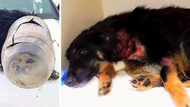 Photo of Thugs Shoot Dog 6 Times, Stick A Jar Over Her Head & Leave Her To Freeze In Snow