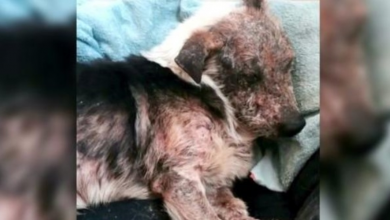 Photo of His Owners Let Him Get Sick, Then They Called Him “Yucky” And Tried To Get Rid Of Him