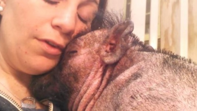 Photo of Woman Sings To Her Sick And Scared Pig To Comfort Him At The Hospital