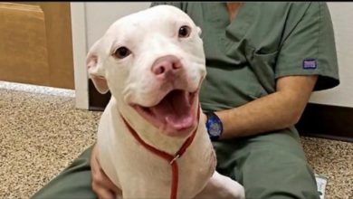 Photo of This Dog May Have Cancer But She’s Still ALL Smiles