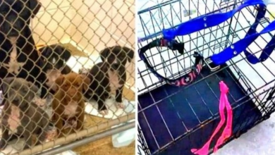 Photo of Dumped Weak Mama Dog Drags Crate Full Of Starving Puppies On Dirt Road For Days