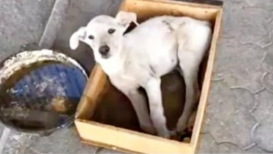 Photo of Countless Folks Passed By Dog In Box & Did Nothing But Fill A Tray With Water