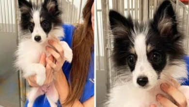 Photo of Owners Dump Puppy With Heart Defect Because They Couldn’t Afford Her Treatment