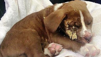 Photo of Owners Thrash Puppy & Dump Him In The Bushes, Maggots Found Eating Him Alive
