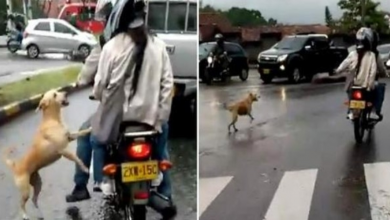 Photo of Dog Desperately Runs After Owners After He’s Abandoned