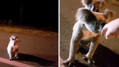 Photo of Mother Koala Stands Frozen On Freeway With Her Baby, Looks At Man For Some Help