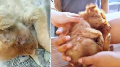 Photo of Blind Puppy Struggling To Live, Feels Their Warmth & His Heart Beats Stronger
