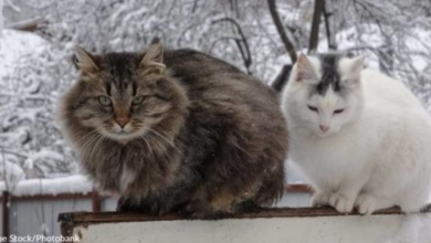 Photo of Two Cats Rescued From Bad Conditions Become Best Friends