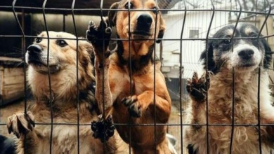 Photo of Dogs Look For Mercy As They Wait To Be Slaughtered And Served As Dog Meat
