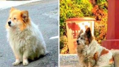 Photo of Blind Dog Refuses To Leave Spot Where She Was Abandoned, Waits For Over 10 Years!