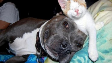 Photo of Abused Pit Bulls Find New Purpose In Life When They Get To Foster Blind Kittens