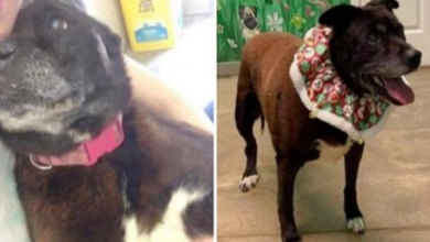Photo of Sweet 14-Year-Old Senior Pup Lives 11 Years In Shelter Hoping For Forever Home