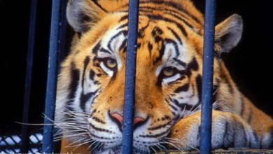 Photo of Caged Tiger Is Finally Set Free After A Long Life Of Severe Abuse