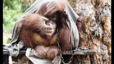 Photo of Orangutan Balances Herself On Slippery Plank So The Short Chain Won’t Choke Her
