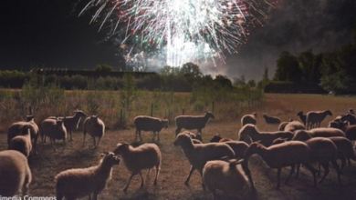 Photo of Setting Off Fireworks In The UK That Causes “Suffering” To Animals Could Land You A Hefty Fine Or Time In Jail