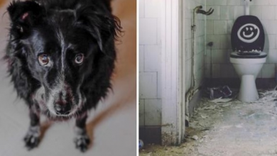 Photo of Dog’s Body Found Stuck To Floor After Woman Abandons Him Without Food Or Water