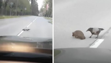 Photo of Traffic Slows To Allow A Kind Crow Help A Lost Hedgehog Cross The Street