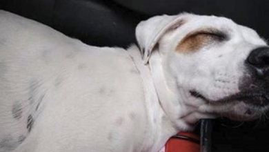 Photo of Stray dog gets into stranger’s car and falls asleep