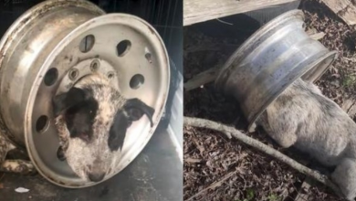 Photo of Stray Dog Got His Head Stuck In A Tire Rim, And His Head Swelled As Days Passed