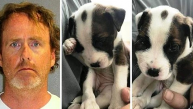 Photo of Man “Disciplines” Puppy By Bashing Puppy’s Head Against Wall With Massive Force
