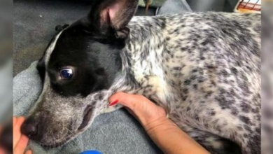 Photo of Dog Severely Injured In Crash, Shelter Asks Public To Help Raise Funds For Him