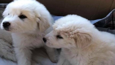 Photo of Pups Were Found Abandoned In A Box, Unable To Move From Horrific Parasite