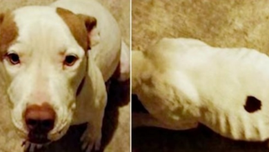 Photo of Broke Grad-Student Stole Neglected Pit Bull That Was Never Let Out Of Her Crate