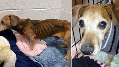 Photo of Lady Adopts Dog & Gives Him Away, New Owner Dumps Him On Street When He Turns 13