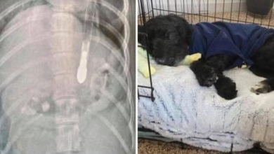 Photo of Family’s Pup Escapes Yard & Teenagers Brutally Shove An Arrow Down Her Throat