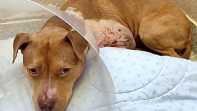 Photo of Bait-Dog Chewed Her Way Out Of Crate She Was Dumped In After Life Of Dogfighting