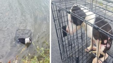 Photo of A Crying Dog Was Found Floating In A Cage Near The Edge Of A Lake