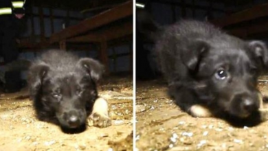 Photo of Officers Raid Filthy Abusive Puppy Mill & Find Hundreds Of Sick & Dying Puppies