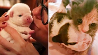 Photo of Premature Kitten “Adopts” Sick Bulldog Puppies And Transformed Them