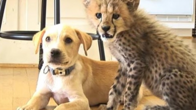 Photo of Dog And Cheetah Were Both Abandoned, Now They’ve Bonded For Life
