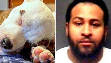 Photo of Malicious Man Cut Puppy’s Ears With Scissors, Used Superglue To “Put” Them Back