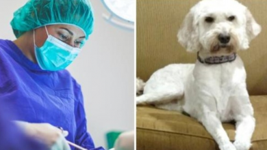 Photo of 12-Year-Old Goldendoodle Given Weeks To Live From Aggressive Tumor Finds Hope